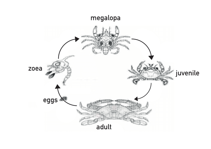 Lifecycle of the blue swimmer crab